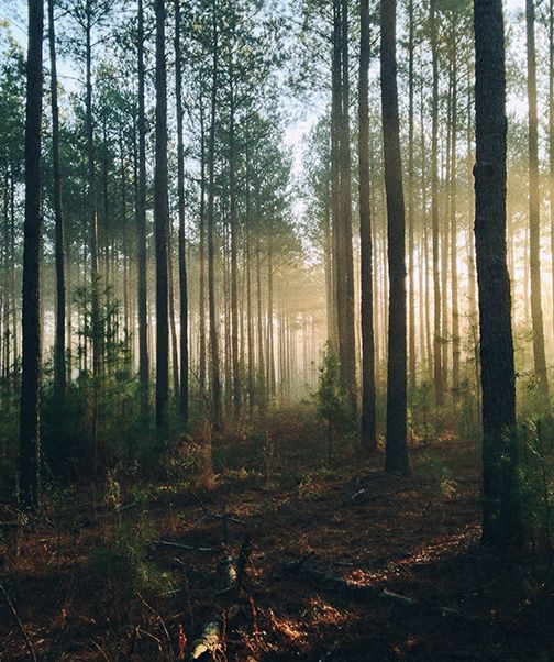 Wald